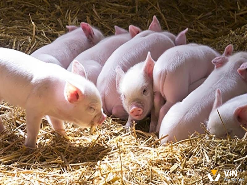 Mơ thấy heo đẻ là điềm báo gì - giấc mơ này có thể xem như lời động viên