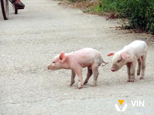 Mơ thấy heo đẻ là điềm báo gì: đó là một điềm xấu cho các mối quan hệ xã hội