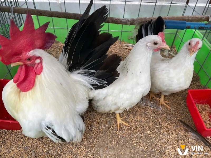 Giống gà tre Thái được nhiều người chơi quan tâm và yêu thích bởi có ngoại hình khá đẹp mắt