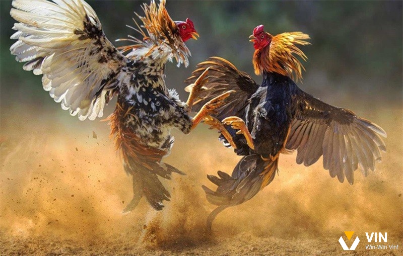 Kèo Wala là một trong những kèo cược phổ biến trong đá gà tre