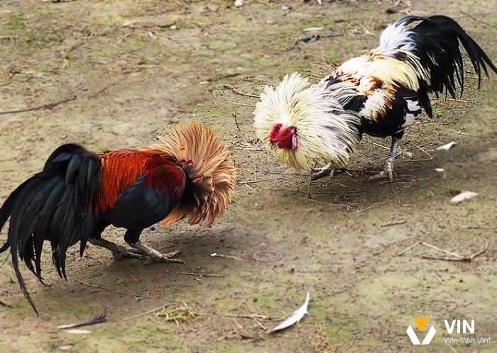 Tìm hiểu đá gà tre cùng các kèo cược chi tiết