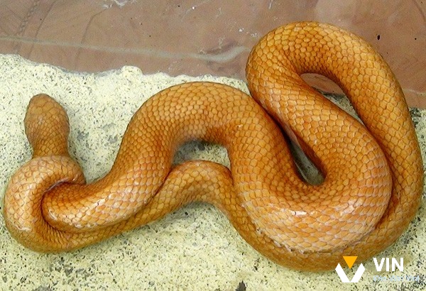 Mơ thấy rắn vàng thể hiện điềm bóa tốt lành về tài lộc với bạn